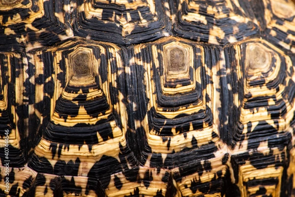 Obraz Close up of  leopard tortoise shell pattern
