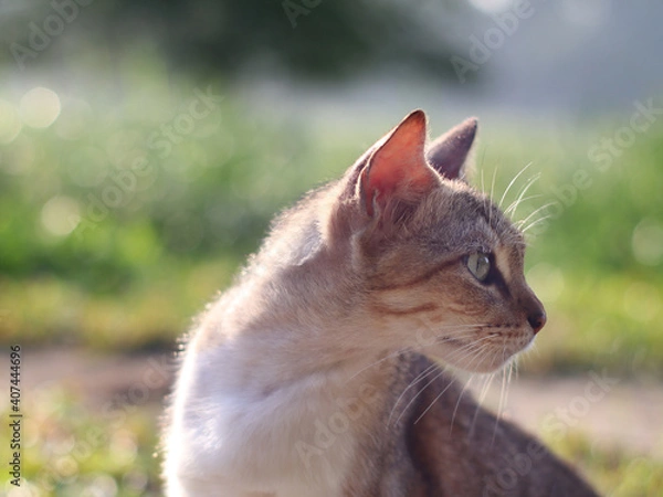 Obraz cat sitting looking away from camera with bokeh background