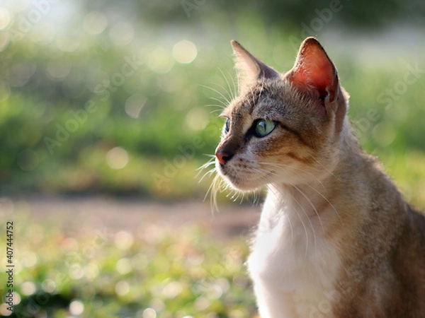 Fototapeta cat sitting looking away from camera with bokeh backgroun