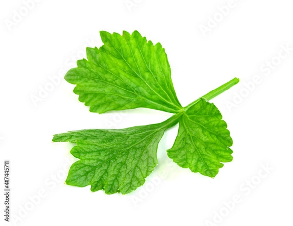 Fototapeta leaf Coriander or Cilantro isolated on white background ,Green leaves pattern