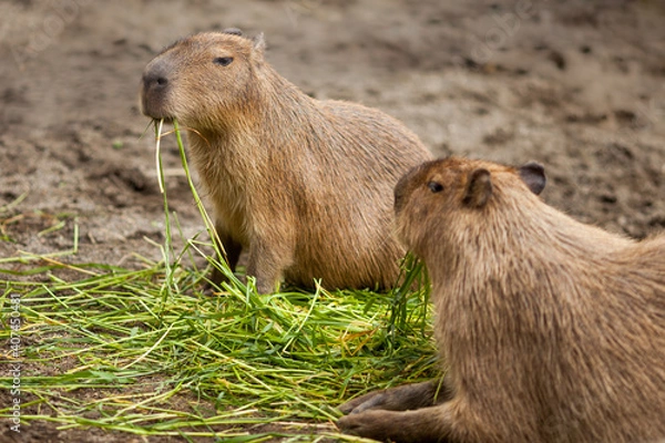 Obraz Two Capybara eating grass together