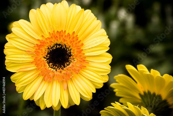 Obraz gerbera amarilla