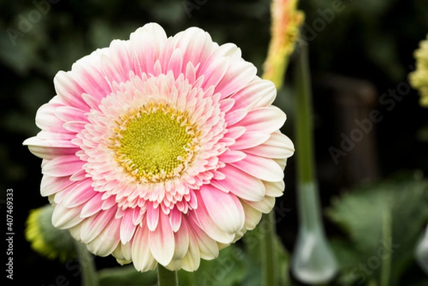 Obraz gerbera