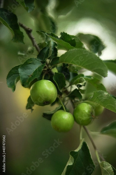 Fototapeta green apples on a tree
