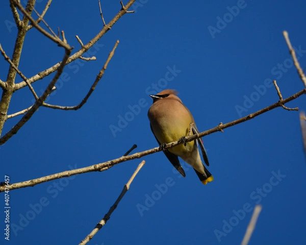Fototapeta Cedar Waxwing C