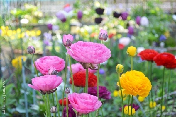 Obraz 満開のラナンキュラス