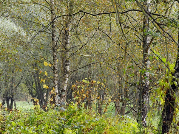 Fototapeta Autumnal Forest