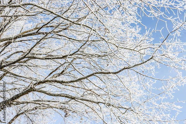 Obraz Äste mit Raureif