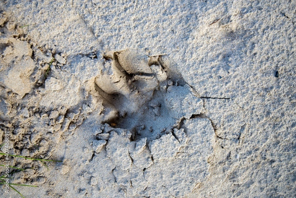 Obraz shell on the sand