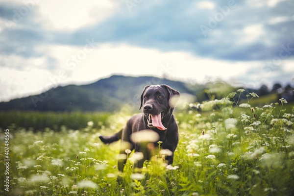 Fototapeta Portrait of an Labrador Retriever standing in a field with flowers. Black Dog happy in the nature.