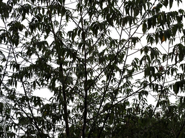 Obraz Tree has many leaves In low light And has a white background