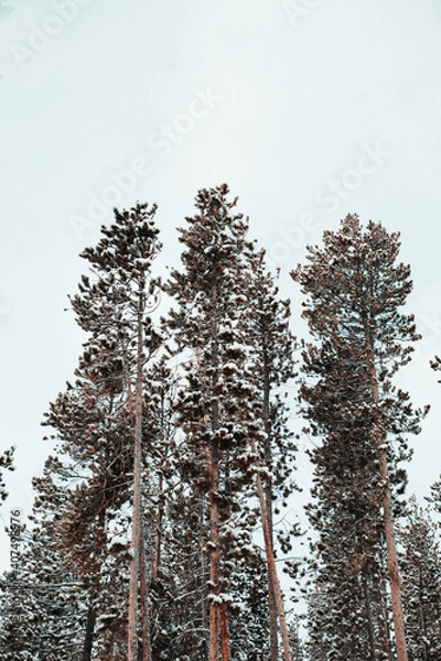 Obraz Winter Evergreen Trees