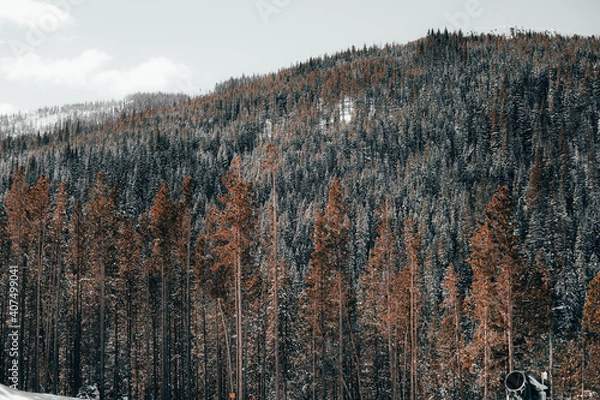 Obraz Mountain Ember Trees