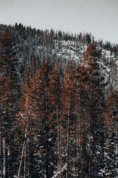 Obraz Mountain Ember Trees 2