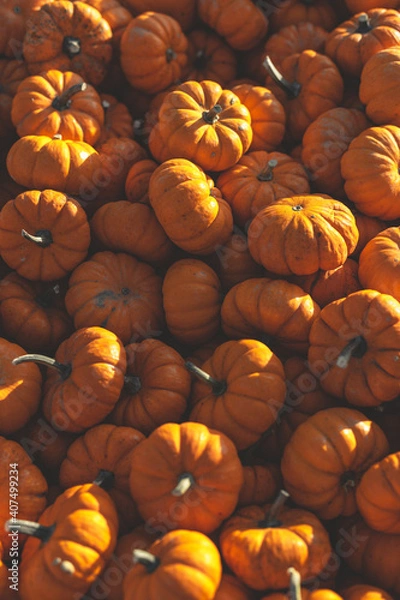 Obraz Mini Pumpkins