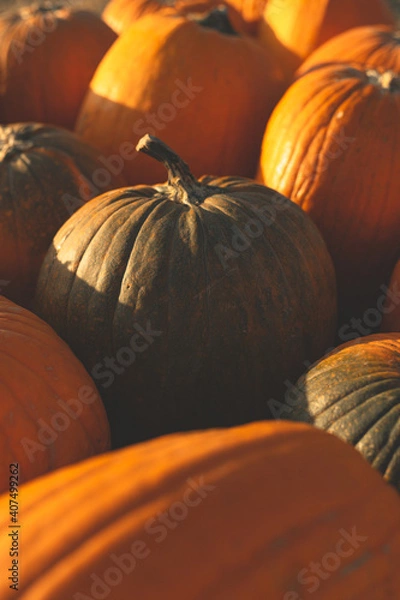 Obraz Mixed Pumpkin Scene