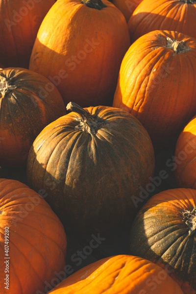 Obraz Mixed Pumpkin Scene 2