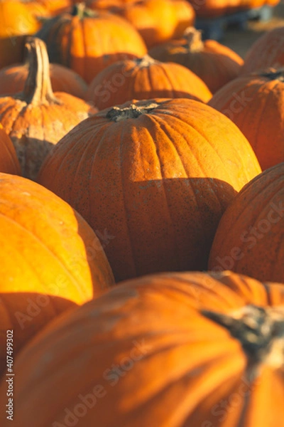 Obraz Traditional Pumpkins
