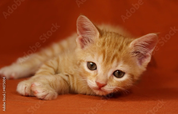 Fototapeta tabby Kitten