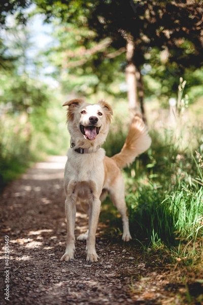 Fototapeta Mixed breed dog play in the forest. Rescue dog have fun while jumping