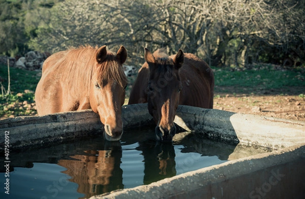 Fototapeta portrait of cuple of brown horses drinking from a stone trough in the field
