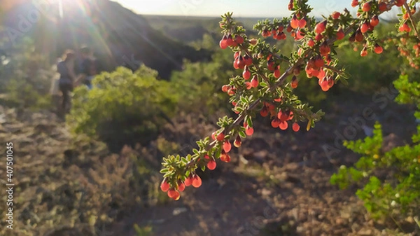 Obraz vineyard in autumn