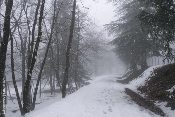 Obraz snowy winter landscape in the forest. Steps on snow. Winter weather