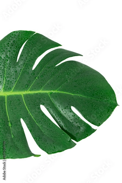 Obraz Monstera Deliciosa