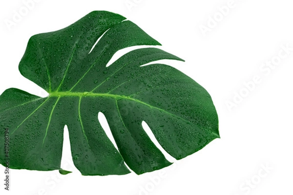 Obraz Monstera Deliciosa