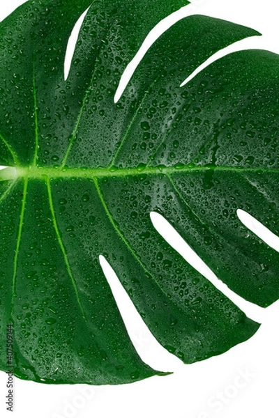 Obraz Monstera Deliciosa