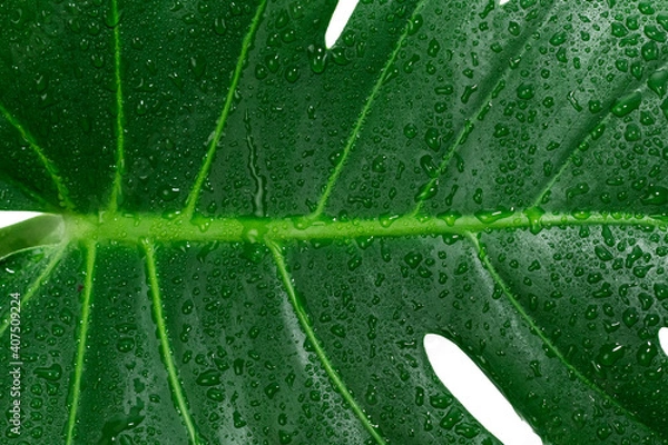 Obraz Monstera Deliciosa