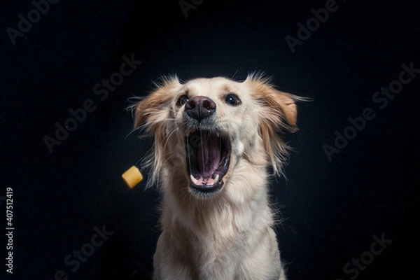 Fototapeta Rescue Dog try to catch treats in the studio. Half Breed Dog make funny Face while catching food. Mixed breed Dog Portrait in studio with black background and flashlight