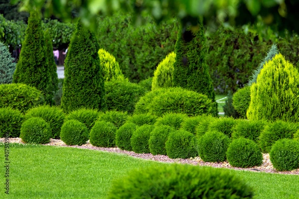 Fototapeta spring green plants green grass with cut bushes shape design sprinkled with natural stone mulching in a park with plants on a summer day.