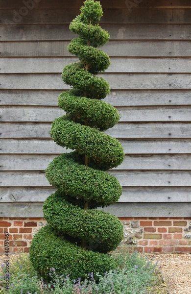 Obraz Topiary Tree