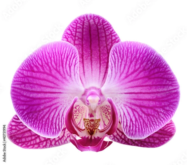 Fototapeta orchidea