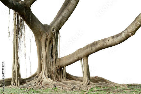 Fototapeta The banyan tree has wide roots and it also has aerial roots that can grow into a trunk. The tree picture has been cut out from the background, put on a white background, ready to use. 