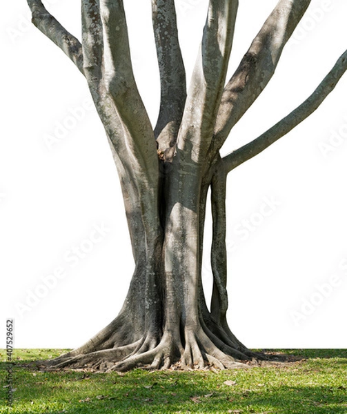Fototapeta The roots and stems of the banyan tree that are separated from the background have a white background. There are cutting paths available.