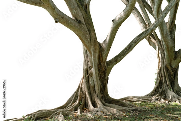 Fototapeta Bodhi Tree, a large tree with very long roots cut off from a white background.