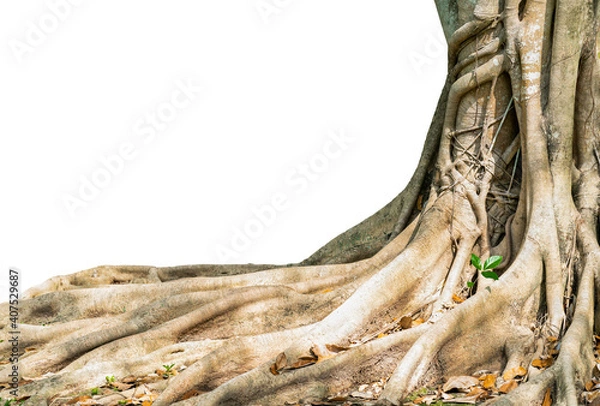 Fototapeta The trunk and roots of the old big tree with roots spread in complex patterns, making it a tree that grows well in the tropics. There is a cut path to change the white background to use.