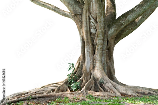 Fototapeta The Bodhi tree, taken in Thailand, is a tree that grows well in the tropics. This shot cut out the background and then added a white background. (image isolated) Can be used for any work.