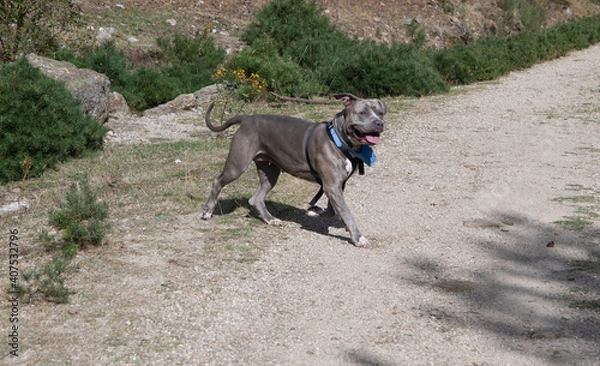 Fototapeta un bonito y enorme perro de color gris