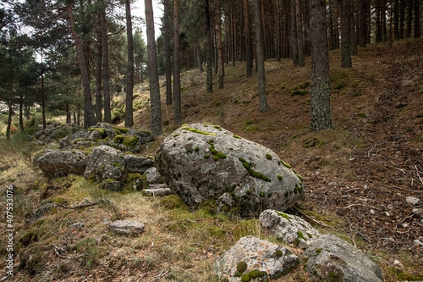 Obraz piedras enormes en el bosque