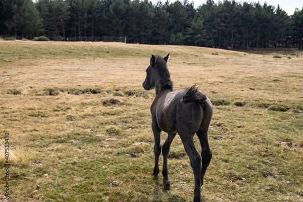 Fototapeta un caballo pequeño de color negro anda por el campo