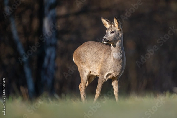 Obraz roe deer in the forrest 