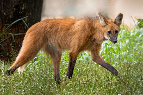 Fototapeta maned wolf