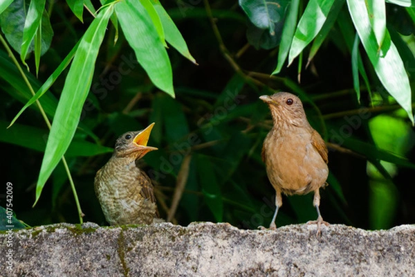 Fototapeta robin on a branch
