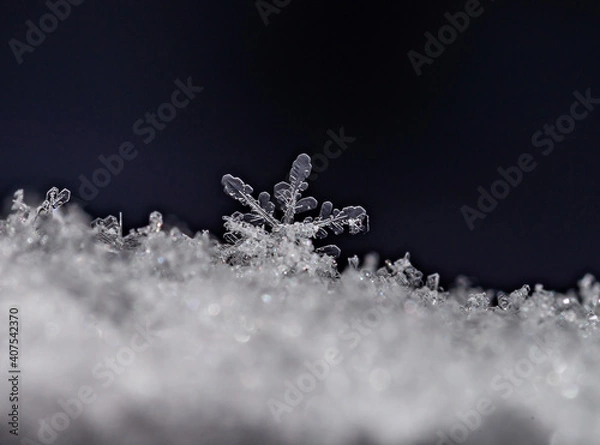 Fototapeta Snowflake in the winter