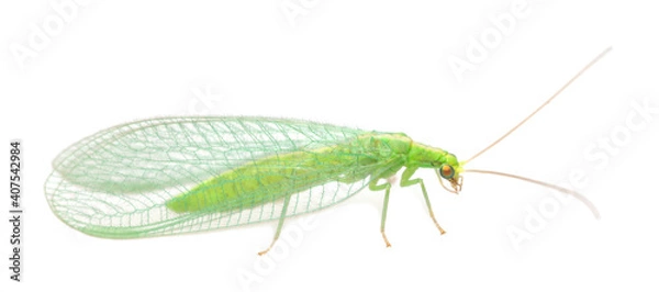 Obraz Green lacewing isolated on white background