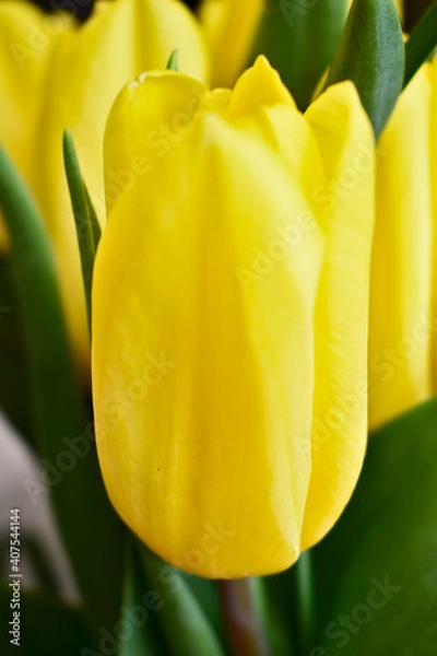 Obraz Yellow Tulip Close-Up