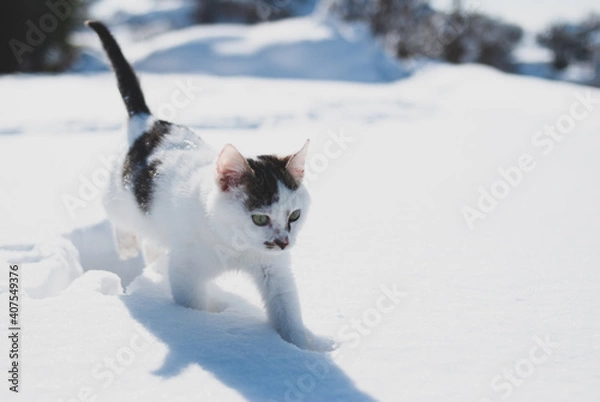 Obraz cat in snow